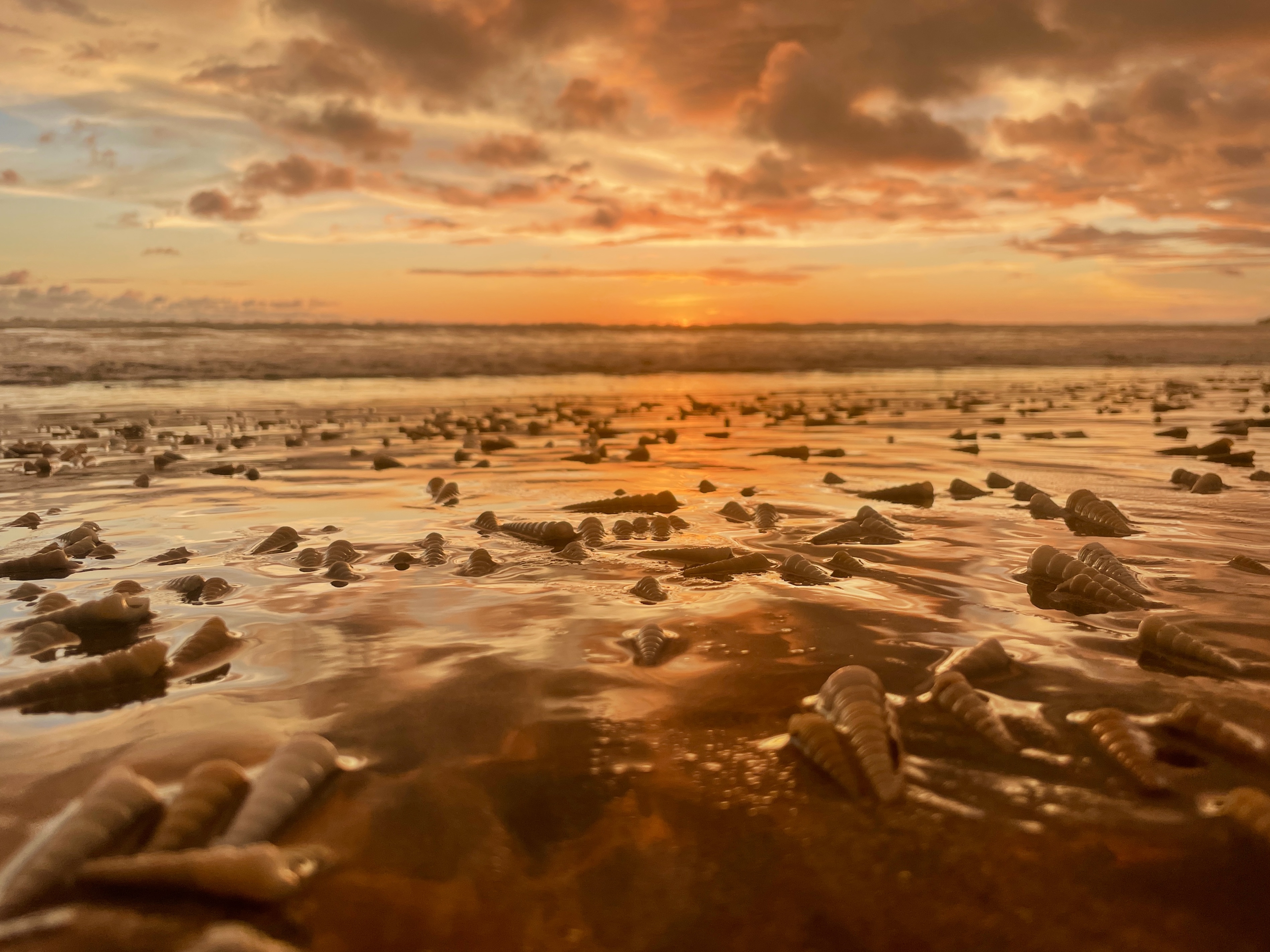 Seashell Sunset